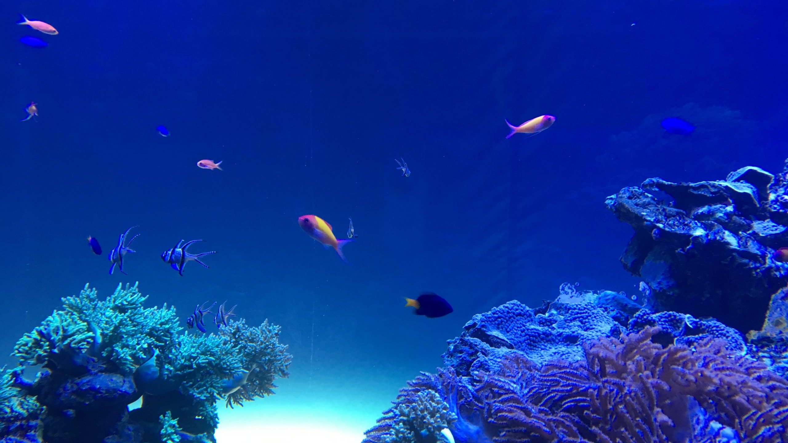 喜歡逛水族館